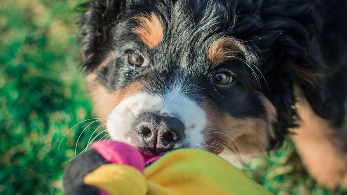 Illustration : "20 photos d'un Bouvier Bernois prises pendant 4 ans et montrant l'évolution de ce magnifique chien"