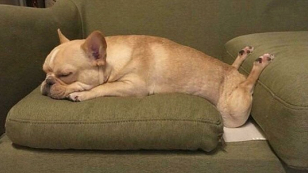 Illustration : "20 photos hilarantes de chiens qui ont un bug"