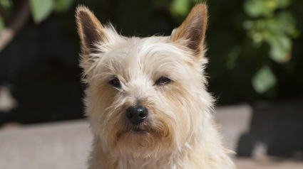 Illustration : En donnant l'alerte, un chien héroïque sauve sa famille endormie de l'incendie ravageant la maison
