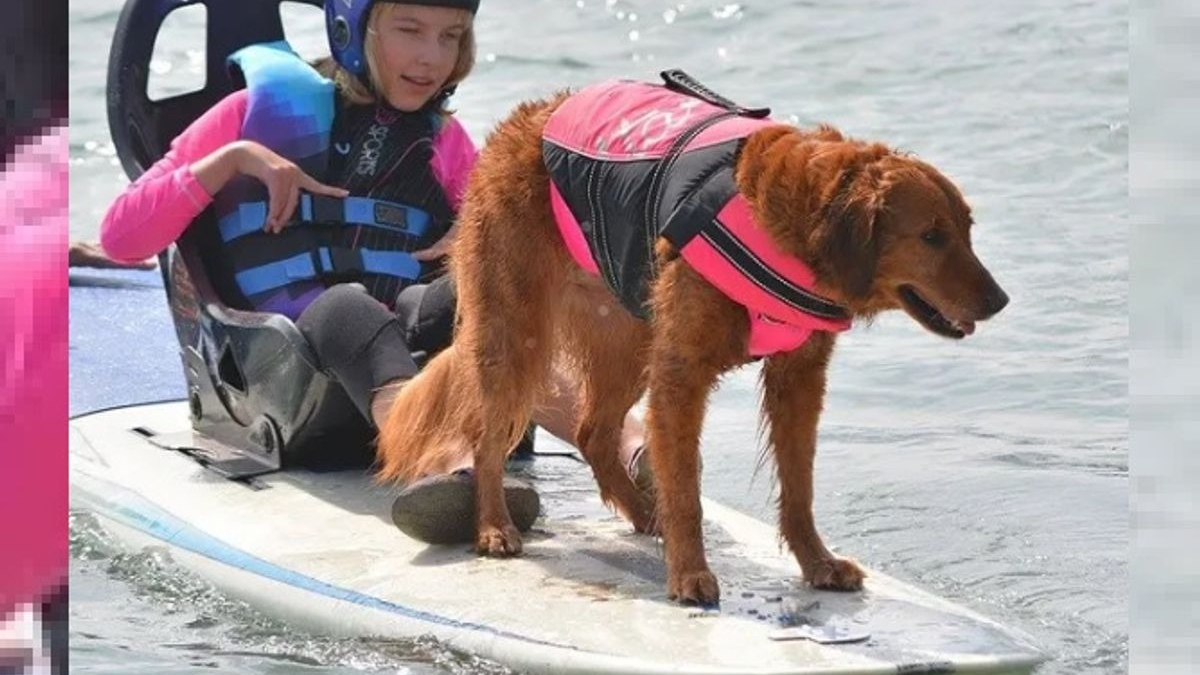 Illustration : "La chienne de thérapie surfeuse dompte les vagues une dernière fois et prend officiellement sa retraite "