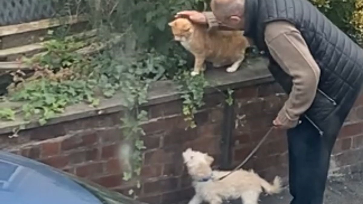 Illustration : "La vidéo adorable d'un homme présentant son chiot au chat du quartier devient virale, et on comprend pourquoi !"