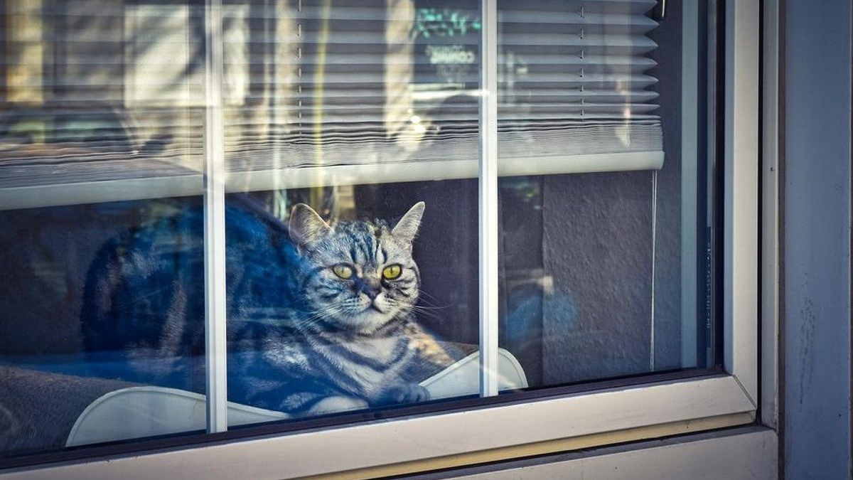 Illustration : "Confinés depuis 3 mois, les chats de cette ville sont enfin de nouveau autorisés à sortir"