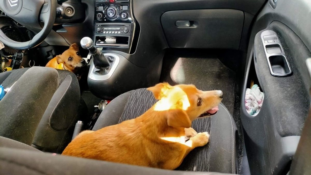 Illustration : "2 chiens découverts enfermés dans une voiture en pleine canicule, la police intervient"