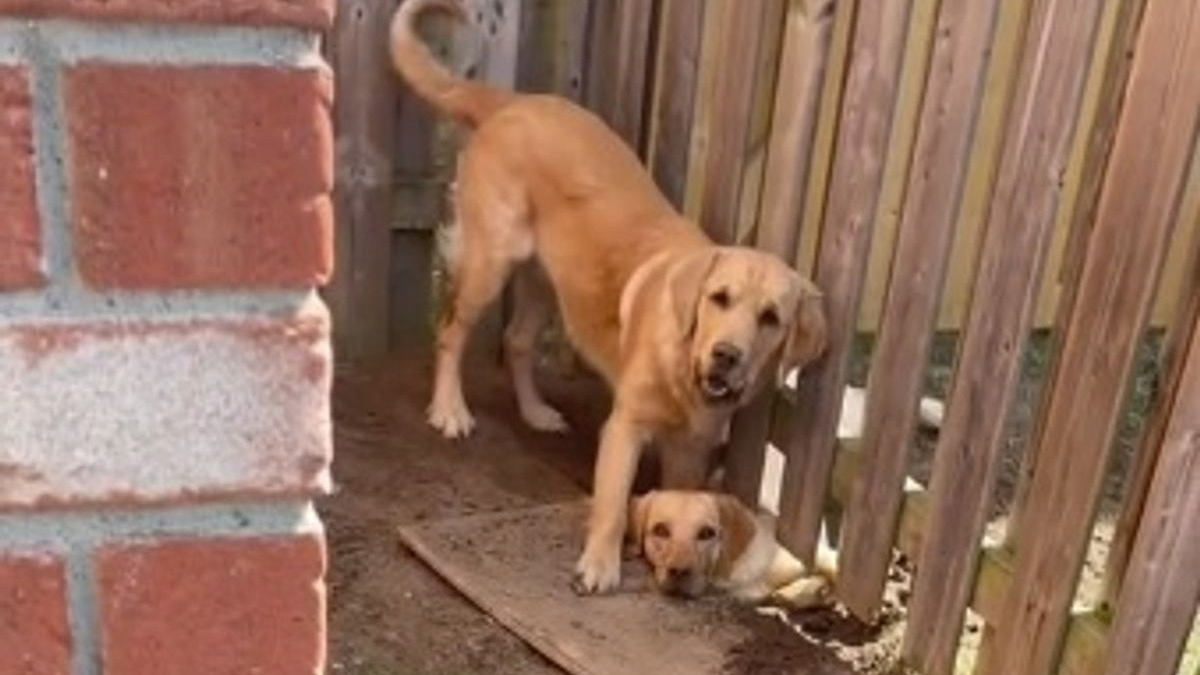 Illustration : "Un Golden Retriever creuse un trou sous la clôture pour que la chienne des voisins puisse venir jouer avec lui (vidéo)"