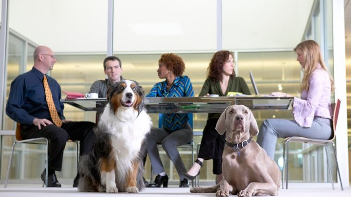 Illustration : "20 photos de chiens ravis d'accompagner leur humain au travail"