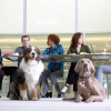 Illustration : 20 photos de chiens ravis d'accompagner leur humain au travail