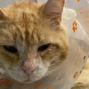 Illustration : Des milliers d'euros récoltés pour soigner un chat errant découvert blessé au visage