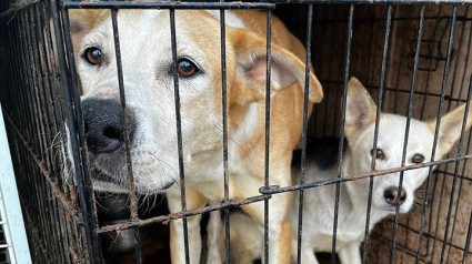 Illustration : 5 chiens, 4 chats et 2 furets sauvés de leurs conditions de vie insalubres dans la Somme : une plainte a été déposée pour abandon