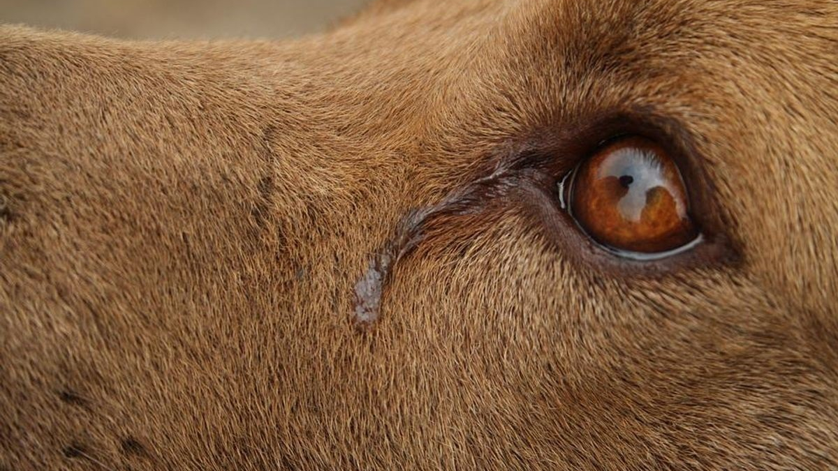 Illustration : "Votre chien pleure bien lorsqu'il vous retrouve après une longue séparation, une étude le confirme"