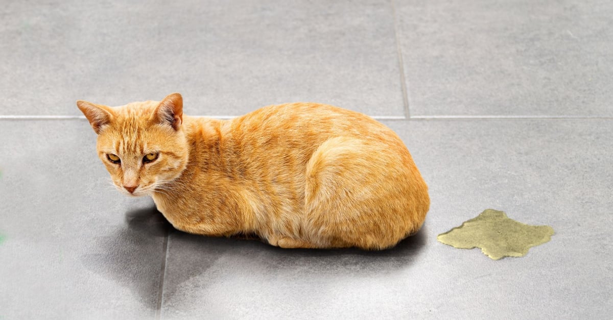 Les troubles urinaires chez le chat