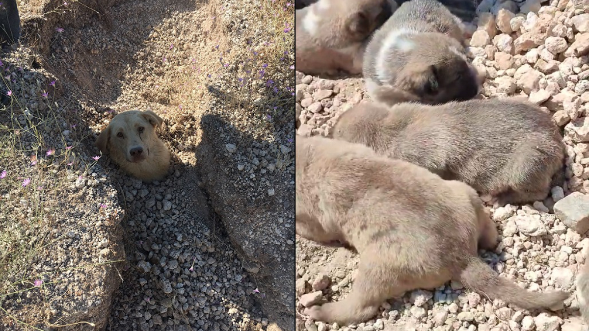 Illustration : "Une chienne et ses 7 bébés enterrés vivants après un éboulement sauvés par un vétérinaire (vidéo)"