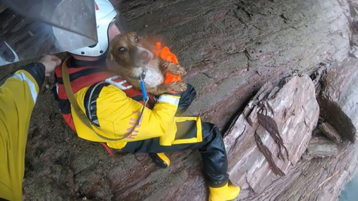 Illustration : "Un chien qui a chuté d’une falaise de 30 mètres survit miraculeusement et est secouru par les sauveteurs en mer (vidéo)"