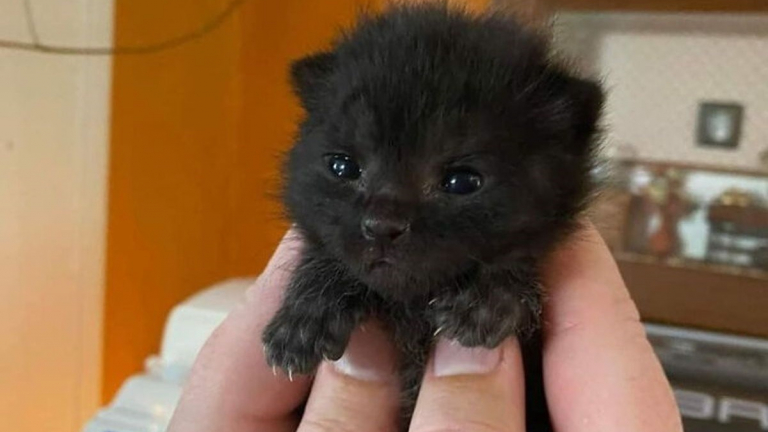 20 photos prouvant que les griffes des chats font aussi partie de leurs ...