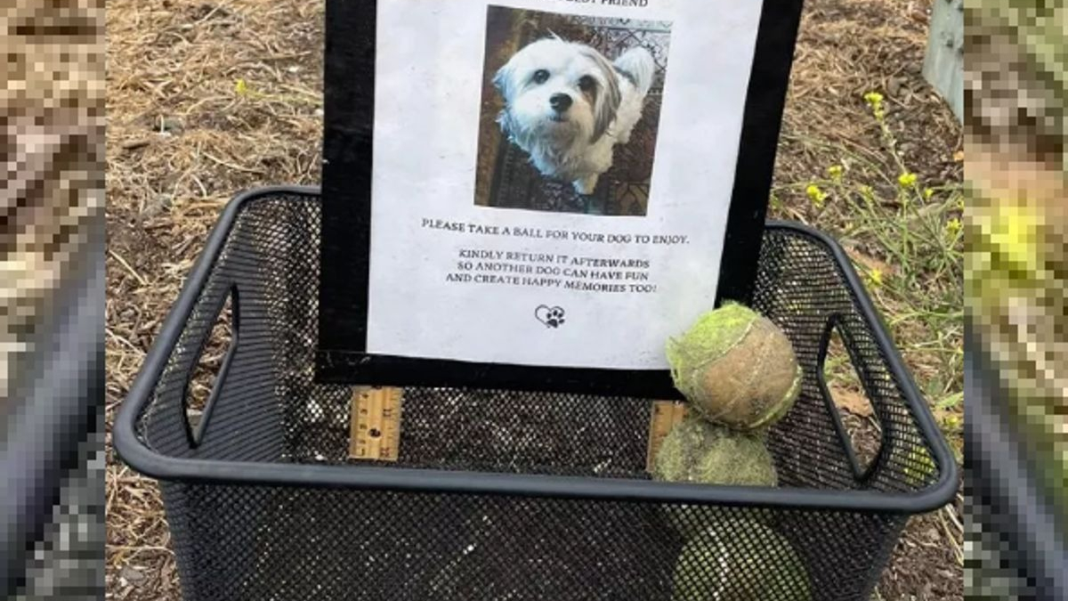 Illustration : "En promenant son chien, elle découvre avec émotion un panier contenant des balles de tennis et la photo d'un canidé"