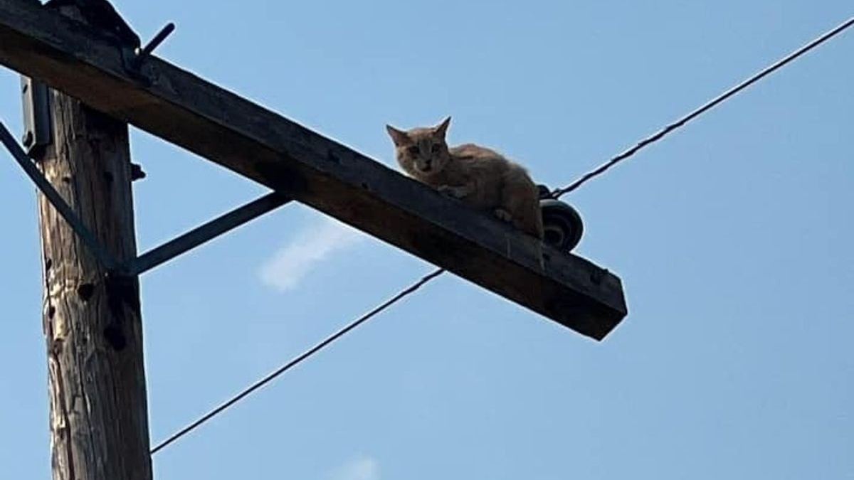Illustration : "Un chat se retrouve coincé au sommet d'un poteau électrique haut de plusieurs mètres, les pompiers passent à l'action"