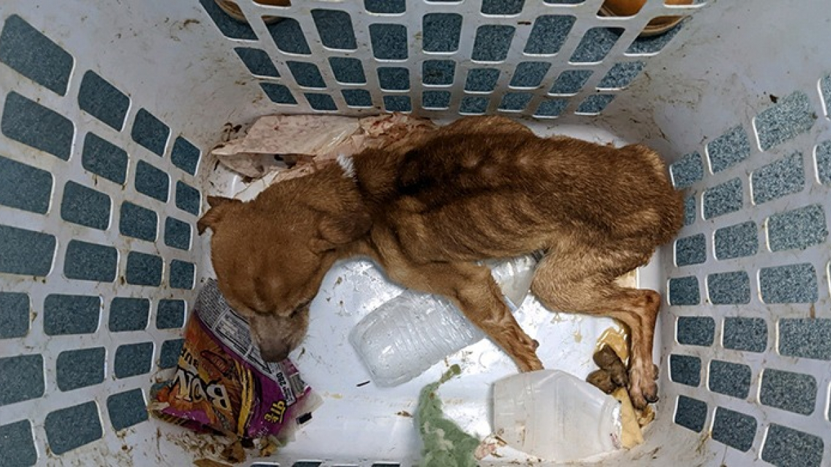 Illustration : "Un petit chien abandonné à l’article de la mort reprend des forces grâce à une bénévole d’accueil"