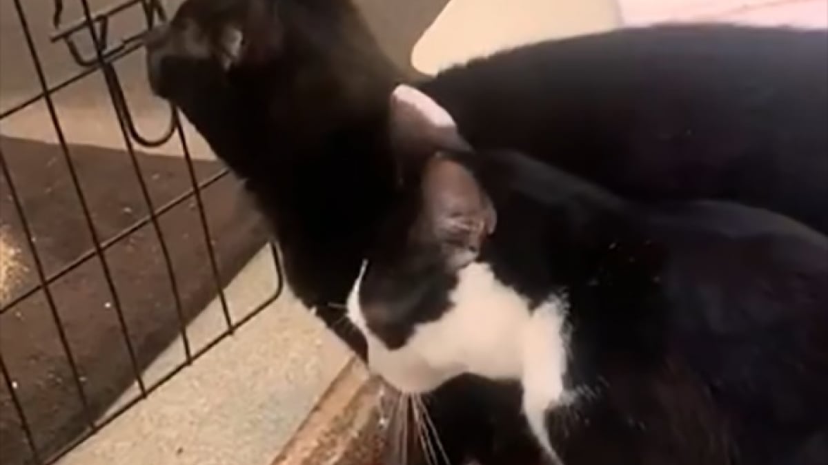 Illustration : "2 chats sauvages se rencontrent au refuge et forment depuis un couple inséparable : l’association souhaite les reloger ensemble"