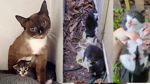 Illustration : Une chatte abandonnée donne naissance à ses petits dans la rue avant de rencontrer un bon samaritain
