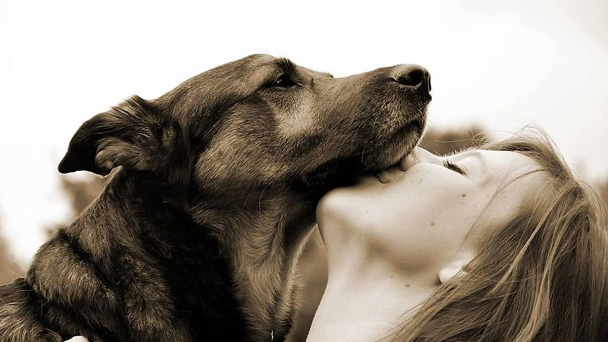 Illustration : "Journée internationale du Chien : célébrons le meilleur ami de l’Homme comme il se doit !"