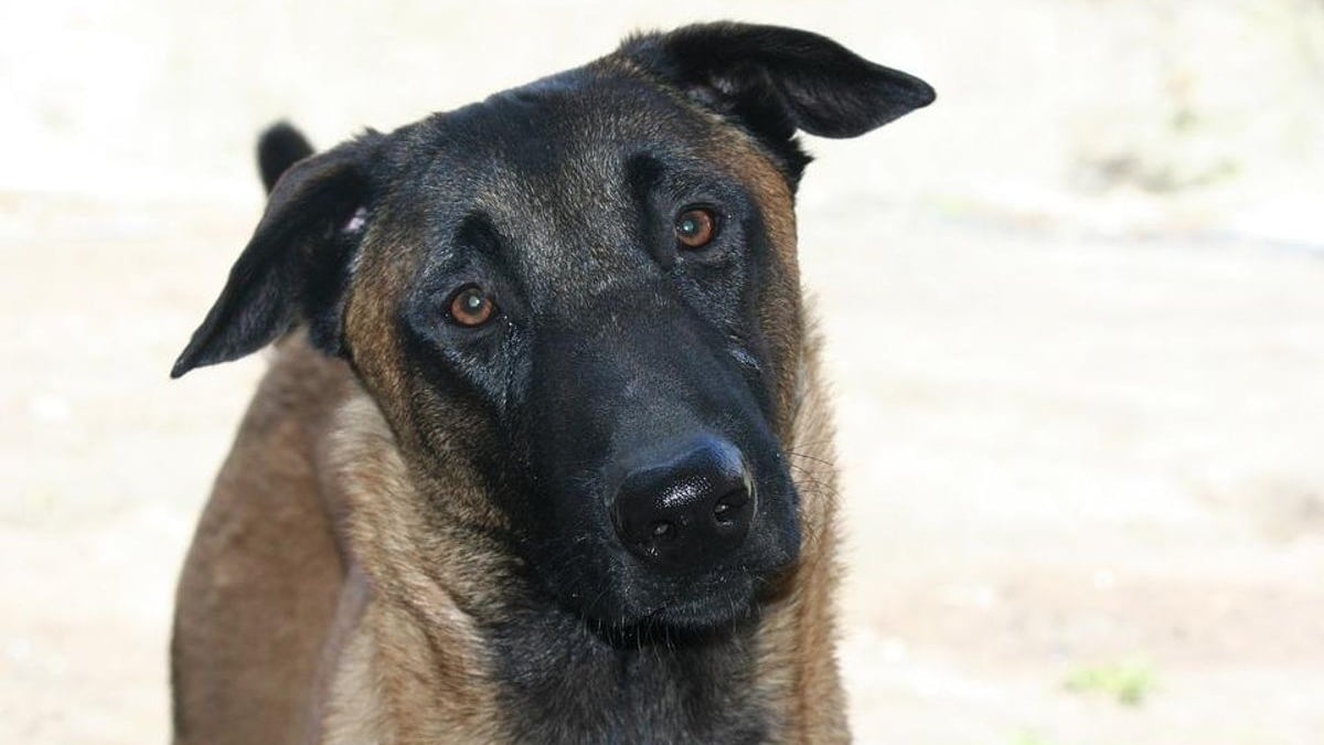 Illustration : "Une association met fin au calvaire d'un Malinois laissé seul à la maison par ses maîtres depuis des jours"