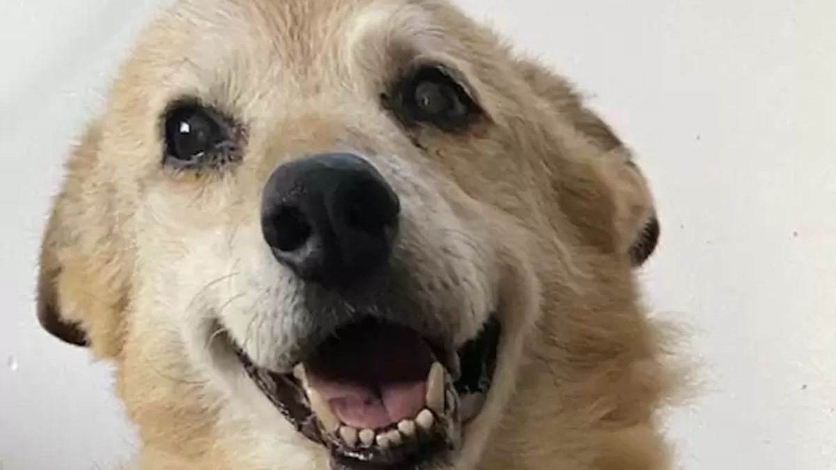 Illustration : "Après avoir vécu 14 ans en refuge et 2 adoptions ratées, ce chien sénior découvre enfin l'amour et le confort"
