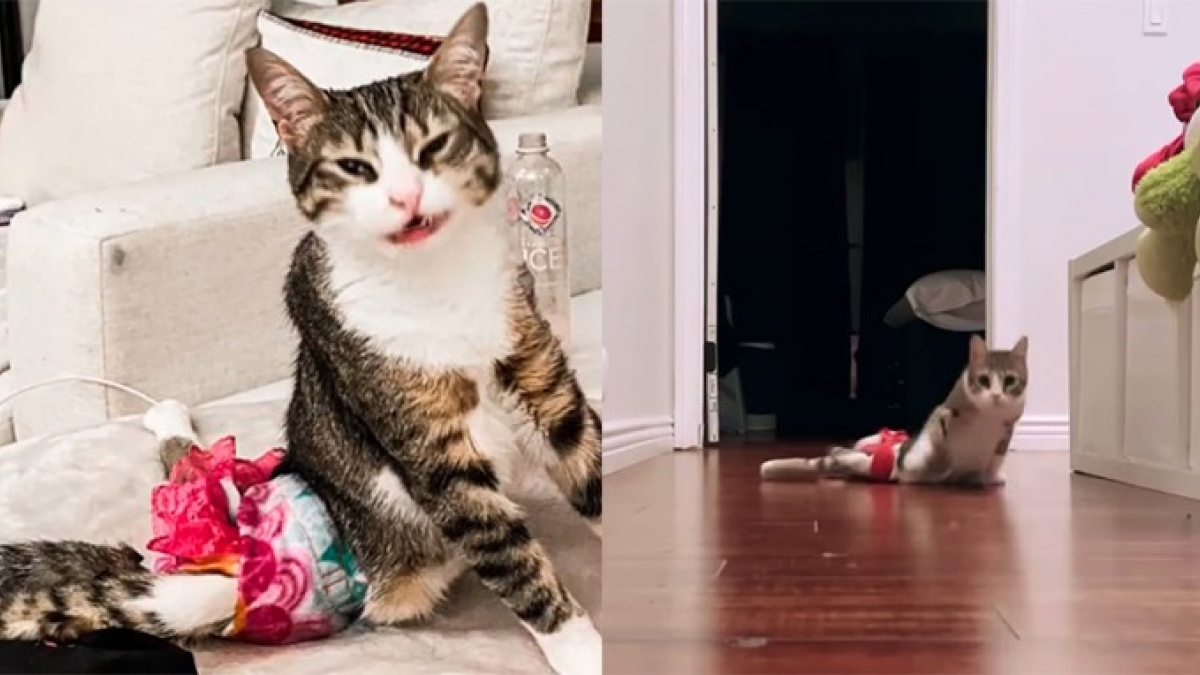 Illustration : "Une chatte paralysée de l’arrière-train devient une star sur les réseaux sociaux grâce à sa joie de vivre (vidéo)"