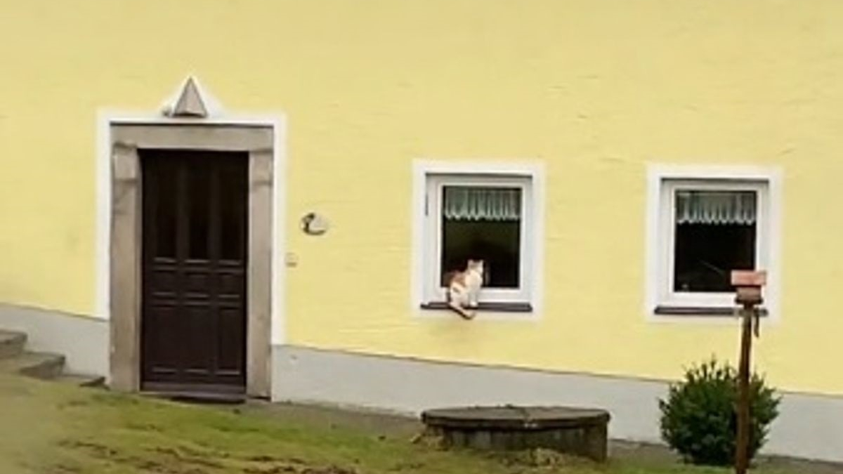Illustration : "Emue par le rituel quotidien perpétué par un chat depuis la disparition de son propriétaire, une voisine décide de le filmer (vidéo)"