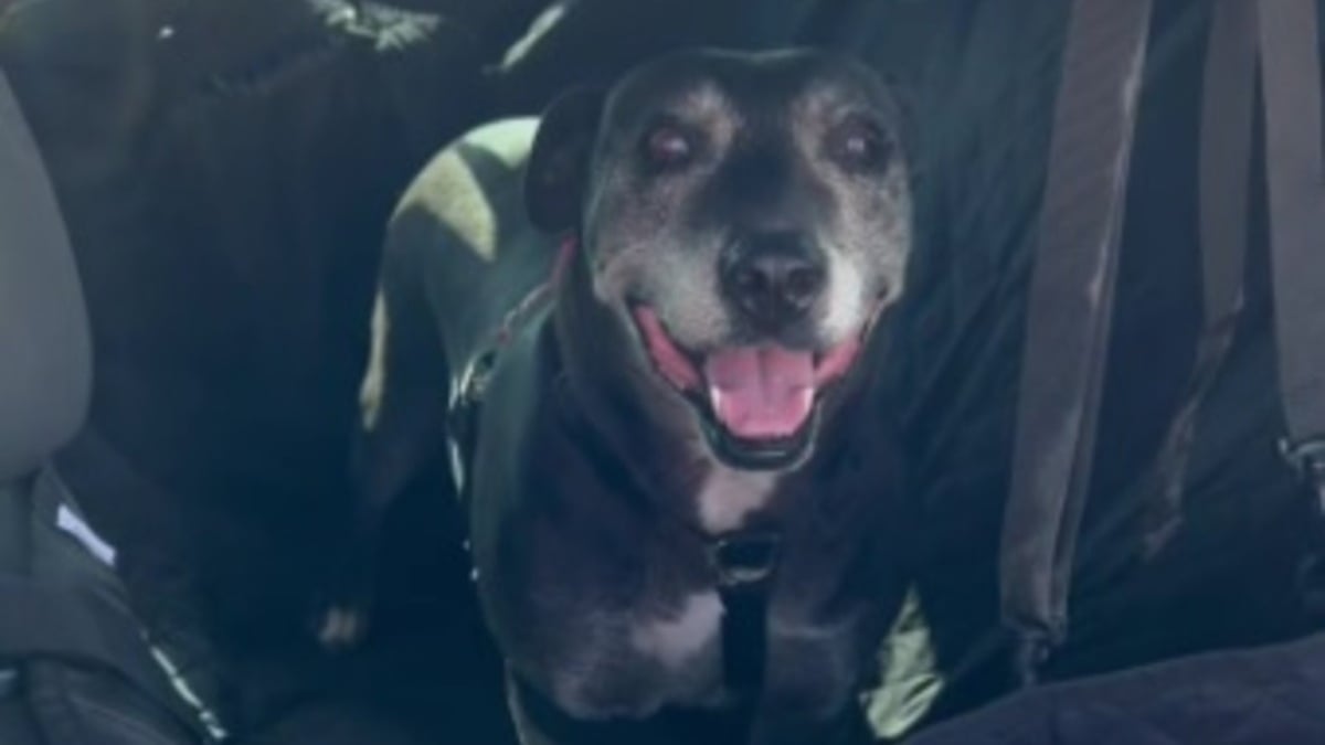 Illustration : "La vidéo émouvante d'une chienne sénior passant son dernier jour au refuge et rejoignant sa famille pour toujours"