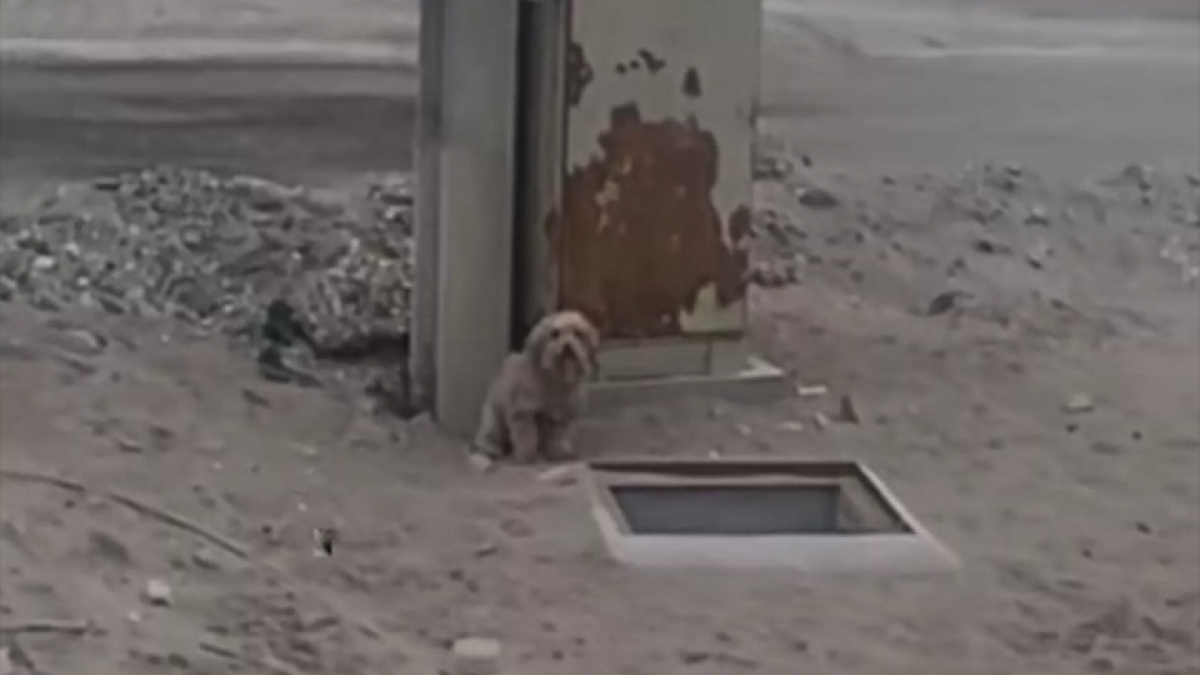 Illustration : "Un homme fait une découverte surprenante en promenant son chien et finit par sauver 2 chiots (vidéo)"