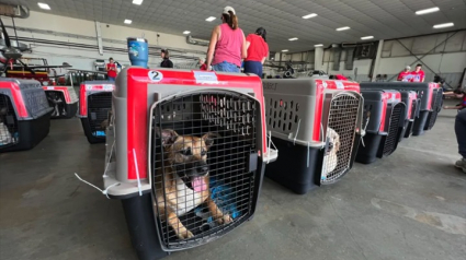 Illustration : 135 chats et 165 chiens émigrés de Porto Rico aux États-Unis pour leur permettre d’échapper à l’euthanasie