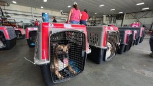 Illustration : 135 chats et 165 chiens émigrés de Porto Rico aux États-Unis pour leur permettre d’échapper à l’euthanasie