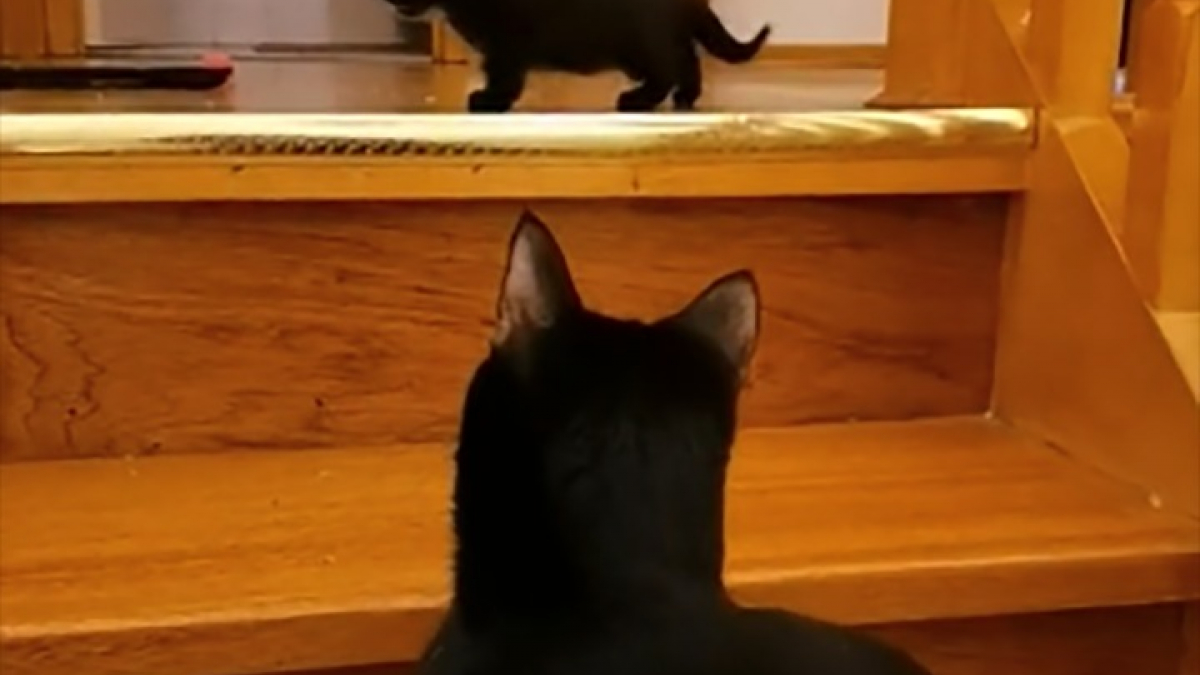 Illustration : "Cette vidéo montrant une maman chat en train d’encourager son petit à descendre les escaliers est devenue virale"
