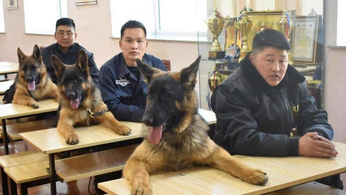 Illustration : "20 photos sublimes et émouvantes de chiens de travail qui donneraient tout pour remplir leur mission"