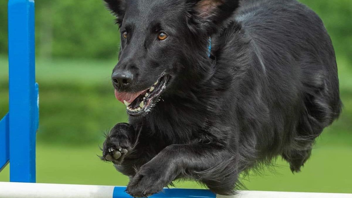 Illustration : "Les vétérinaires ne lui donnaient plus longtemps à vivre, mais ce chien a déjoué leurs pronostics et excelle en agility "