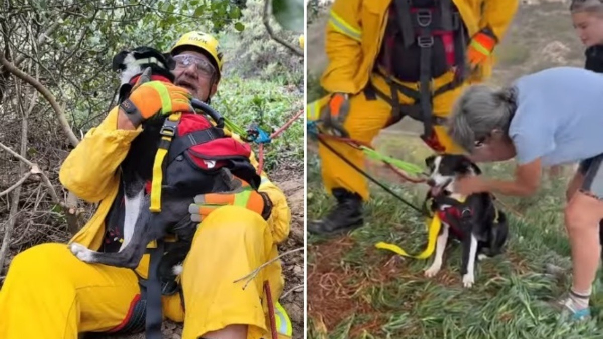 Illustration : "Des sauveteurs spécialisés volent au secours d'un chien sourd tombé d'un ravin de 30 mètres (vidéo)"