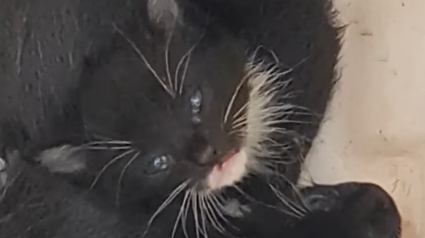 Illustration : 5 chatons de quelques semaines abandonnés dans une poubelle sont sauvés grâce à un chien