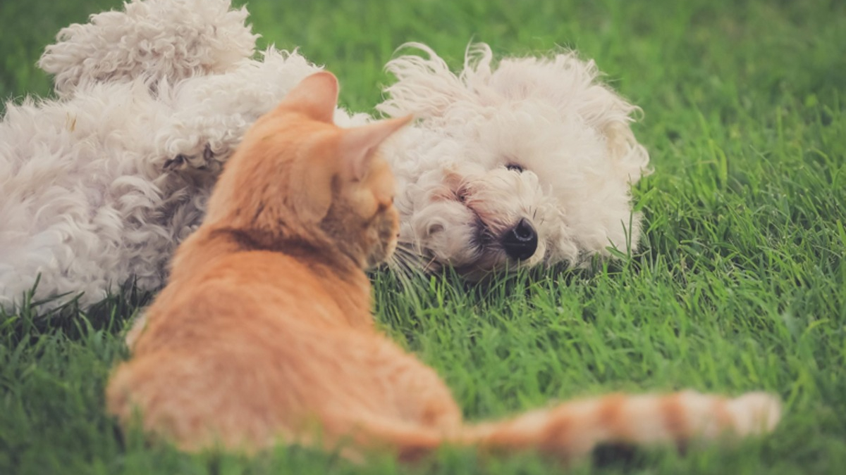 Illustration : "20 magnifiques photos rappelant que chiens et chats peuvent être les meilleurs amis du monde"