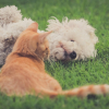 Illustration : 20 magnifiques photos rappelant que chiens et chats peuvent être les meilleurs amis du monde