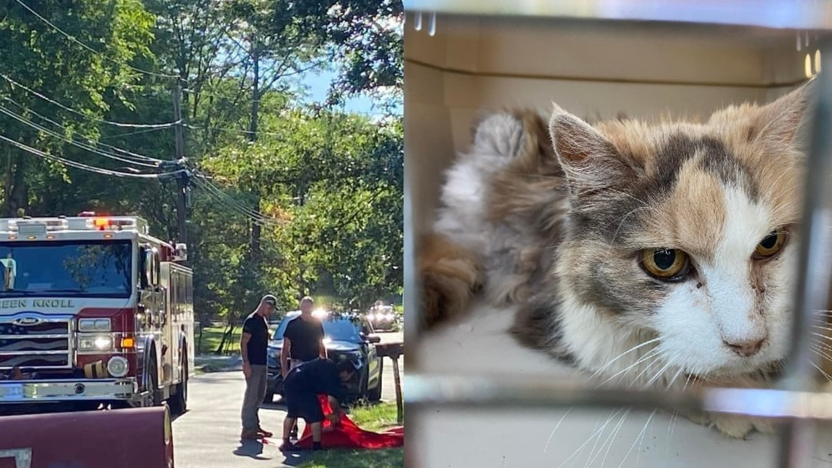 Illustration : "Une chatte sénior en fugue tombe dans un égout pluvial, policiers et pompiers collaborent à son sauvetage"