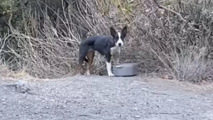 Illustration : Une femme prise de peur en croisant un animal en pleine nature s’aperçoit qu’il s’agit d’un chien et met tout en œuvre pour le secourir