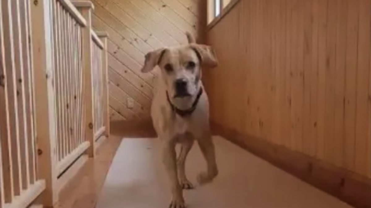 Illustration : "La vidéo émouvante d’un chien de refuge parti en vacances avec une bénévole pour bénéficier de quelques jours de répit"