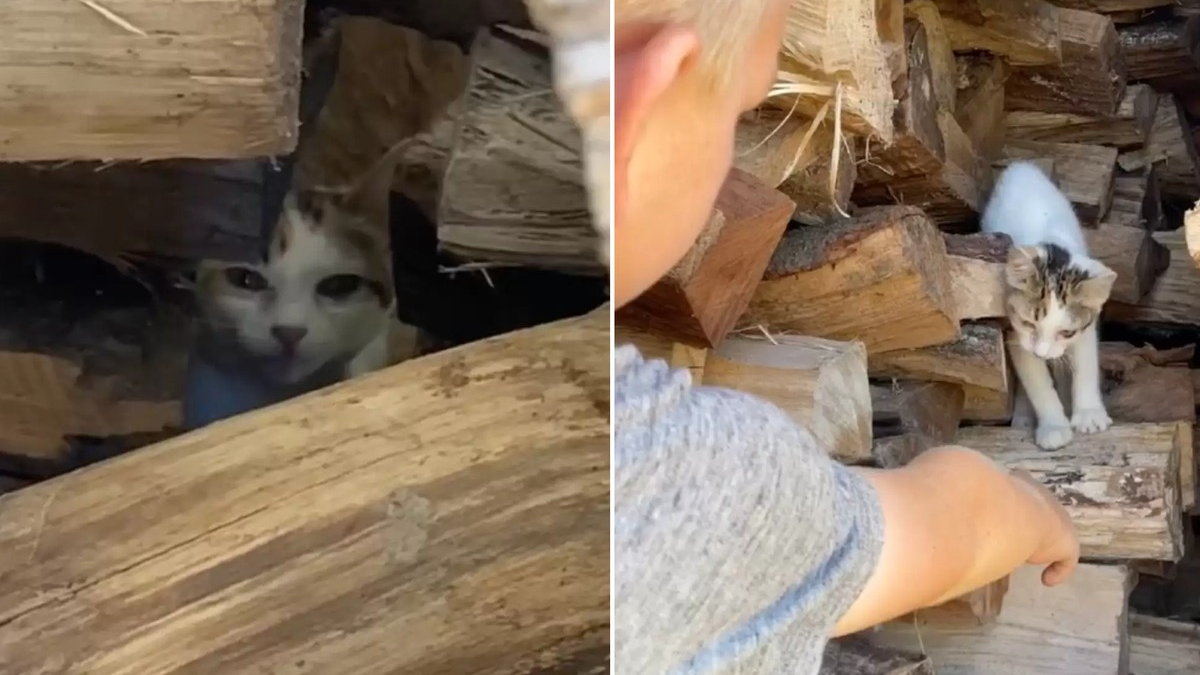 Illustration : "2 frères trouvent un chaton caché dans une pile de bois et lui font découvrir l'amour d'une famille"