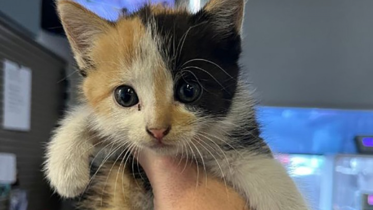 Illustration : "Un chaton abandonné dans une décharge à ciel ouvert trouve un nouveau foyer chez un éboueur tombé sous son charme"