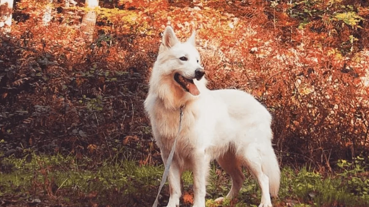 Illustration : "13 photos splendides de chiens qui sont prêts à accueillir l'automne à pattes ouvertes"