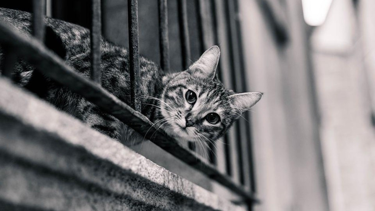Illustration : "17 chats sauvés dans un appartement surpeuplé après la disparition tragique de l'un d'eux"