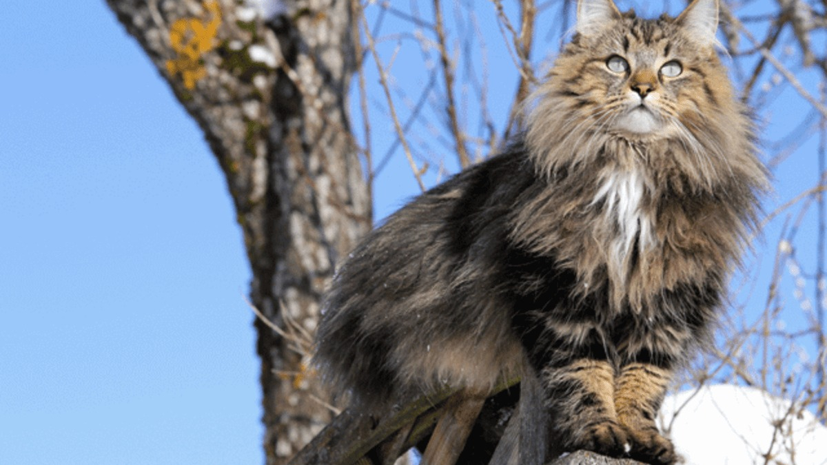 Illustration : "19 photos rendant honneur à la majesté des chats Norvégiens"