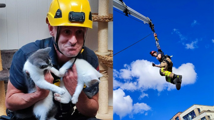 Illustration : Les portes d’un refuge hors service après une coupure de courant : les pompiers interviennent pour secourir des chatons affamés