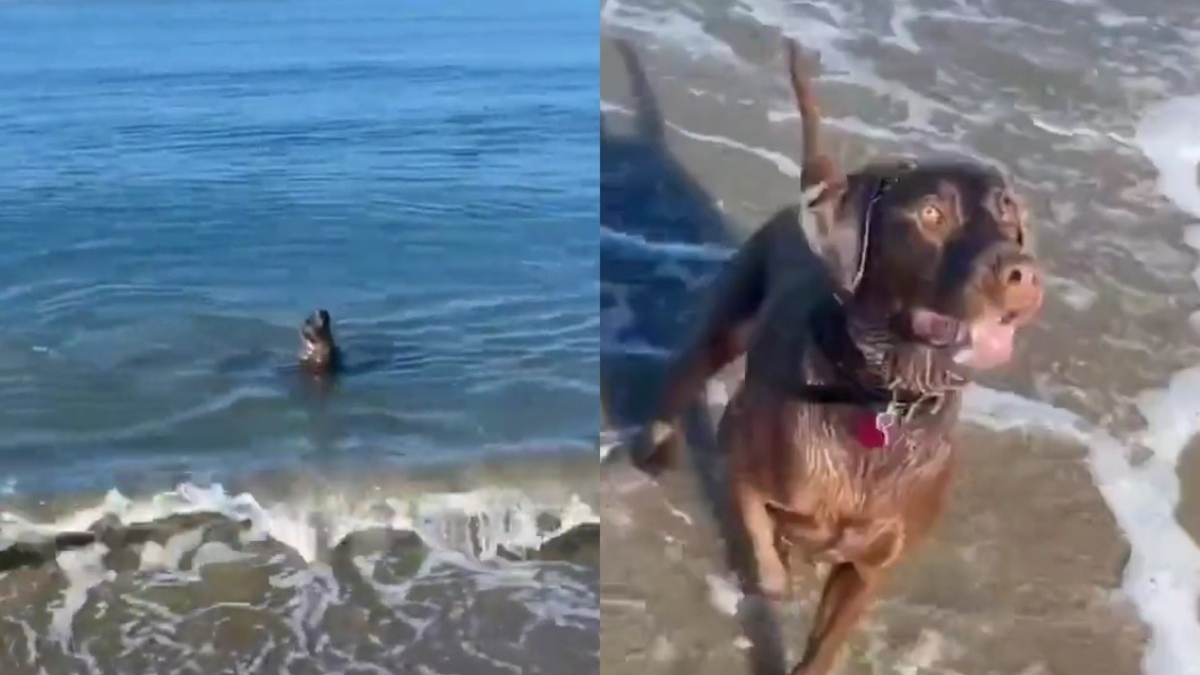 Illustration : "Cette vidéo d'un chien jouant à chercher la balle avec un phoque est un concentré de bonne humeur !"