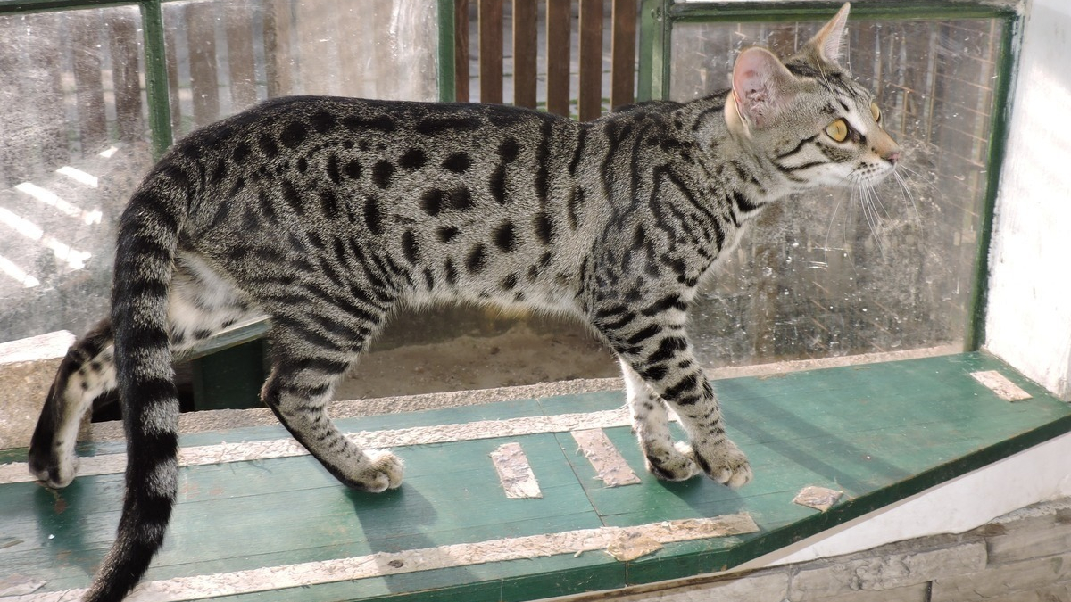 Illustration : "Une association appelle à protéger le Serval, un chat sauvage victime collatérale de la popularité croissante du Savannah"