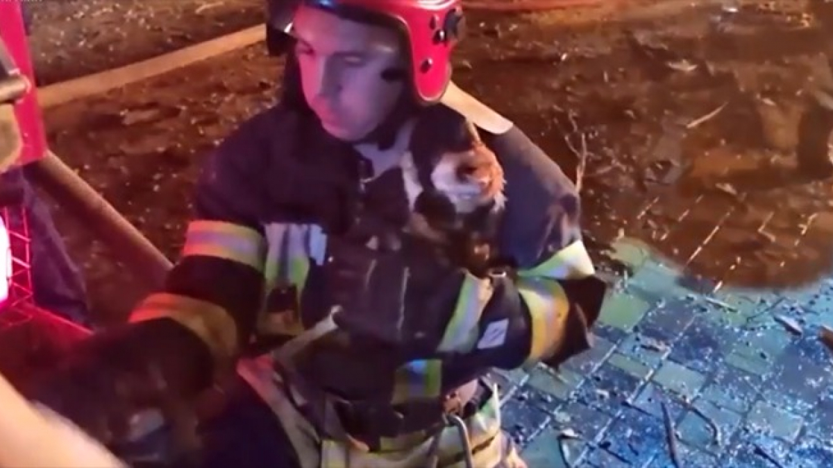 Illustration : "Des pompiers ukrainiens sauvent un chaton piégé dans un hôtel-restaurant en feu à Kharkiv"